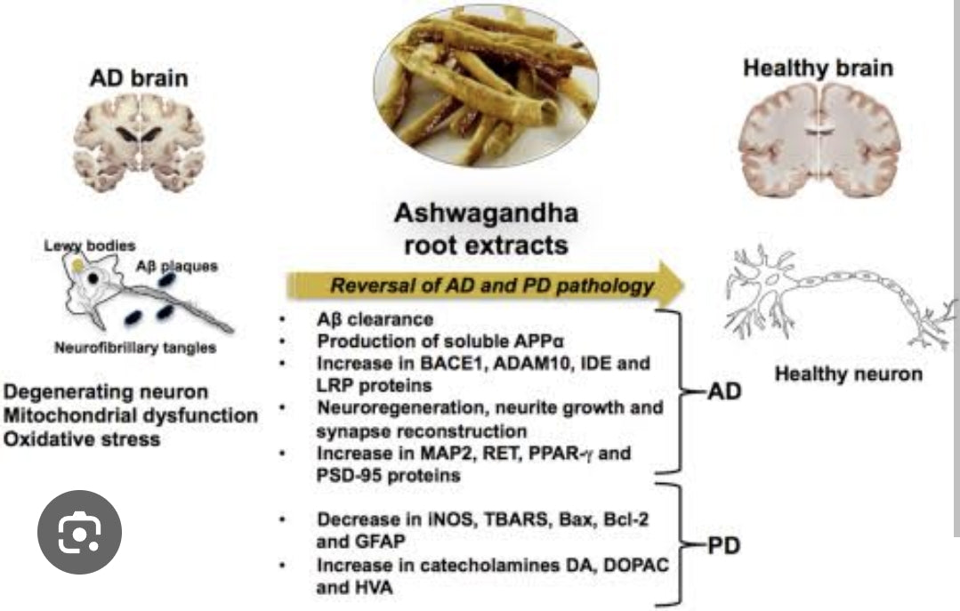 Ashwagandha benefits Memory!