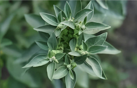 Ashwagandha Benefits Diabetes