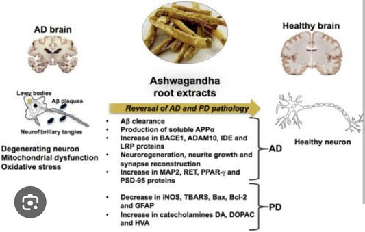 Ashwagandha benefits Memory!